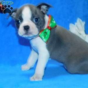 Molly, Boston Terrier Puppy